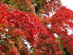 ２００９年１１月　桃源台近くにある箱根ビジターセンターの紅葉