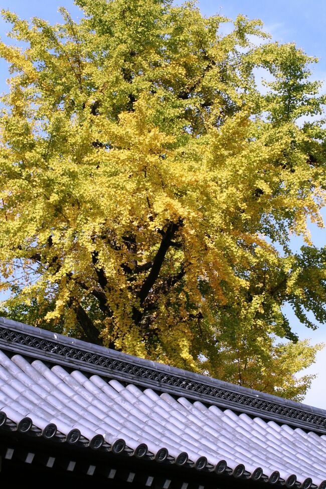 2009秋、秋色の東本願寺(4/4)：築地塀、菊の門、玄関門、海鼠壁の長屋、公孫樹の黄葉