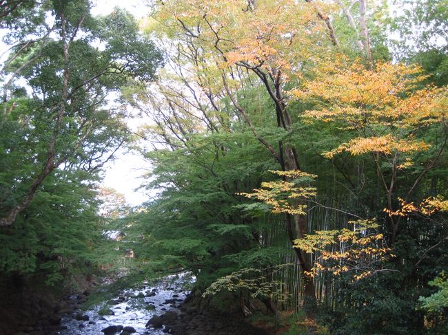 秋の週末に家族で三島、修善寺温泉に行きました。今回の旅行はじじばばにkotaを見せるため、のんびり温泉旅行です。