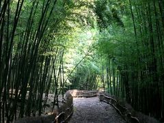 名古屋◆街ある記 大高緑地・秋の芝生広場と竹林散策路