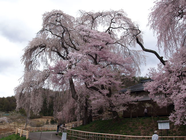 　高遠城址の桜は有名である。コヒガンザクラ（小彼岸桜）という品種の桜であり、エドヒガンザクラ（江戸彼岸桜）とマメザクラ（豆桜）（またはキンキマメザクラ（近畿豆桜））の中間種、いわゆる交配種であるとされ、花はヒガンザクラに、葉はマメザクラに似ている。花弁がやや小ぶりで、やや赤みを帯びた濃いピンク色である。満開時には城山全体が濃いピンク色に染まり鮮やかである。高遠町は平成の大合併で伊那市になったが、依然地理的状況は変わることはなく、権兵衛街道と杖突街道がY字に交わった山の中にある。こうした交通事情の悪さから桜の時期には大渋滞に陥る。駐車場はほとんどが城山の麓の城下に設営され、2、30分の山道を登り切らないと桜の咲く城址には辿り着かない。何箇所かの入出場門（料金ゲート）が設定され、その門の中は花見の見物客でごった返す。特に橋の部分は大勢の人で大渋滞する。さらに雨上がりともなれば空堀などを通る小路は閉鎖され、人の流れはさらに澱み動かなくなる。満開時期の土日となれば前日に雨が降ろうが、当日晴れれば多くの花見客が訪れるのは必死である。しかし、砂を入れるなどの整備は行われず、小路は確保されない。小学校の運動会でも前日が雨でも、当日晴れればグランドの整備は行われ、運動会は無事に挙行されるものだ。しかし、この高遠城址では当たり前のことでさえ行われない。信州の観光地にはしばしば見られる「おもてなしの心」が欠けている事例であろうか。したがって、一度来た観光客の多くは、口々に、「高遠の桜見にはもう二度と来ない。」と吐き捨てる。「おもてなしの心」を欠いた桜の名所でも、桜の花がそれ以上に素晴らしければそれなりに満足でき、また来ようかとなるものだ。高遠城址内の藤原神社（新城神社）の社の前には1本の枝垂れ桜があり、記念写真の撮影スポットになっている。やはり、誰もが枝垂れ桜に気を引かれるのだ。そういえば、高田城址でも神社前の枝垂れ桜の前は記念写真の撮影スポットになっていた。いずれも同じだ。<br />　実は、高遠の町には枝垂れ桜もある。薬師堂の桜だ。人もまばらで素晴しい桜が満喫できる。<br />　高遠の桜で唯一感心できることは、手を抜かないで書かれるホームページがあることだ。「高遠の桜」ホームページ（http://www.h5.dion.ne.jp/~hanami/）だ。毎日の高遠の様子が伝わってくる。<br />高遠でもヘリコプター遊覧飛行で空から桜を見られる。夜間遊覧飛行のプランも実施しているようだ。「城址公園よりも伊那市街地の夜景が綺麗でおすすめでした！」というコメントも掲載されている。一度は乗ってみたいものだ。<br />（表紙は高遠薬師堂の桜）<br />