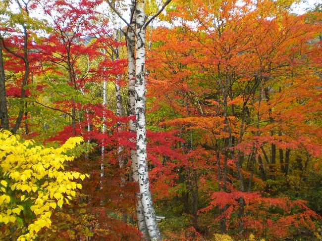 紅葉・黄葉を求めて、奥飛騨・白山スーパー林道を訪れ、新穂高温泉・山中温泉の名湯を楽しむ。<br /><br />最高のタイミングで日本の秋を満喫する。<br /><br />　http://ks5224.fc2web.com/ky00hp/ky-17.html