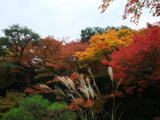 　天皇陛下御即位２０年記念、「京都御所特別公開」に行き<br /><br />嵐山・嵯峨野の大河内山荘（おおこうち　さんそう）を訪問しました。<br /><br />大河内山荘は、百人一首で有名な『　小倉山（おぐらやま）　』の南面にあります。<br /><br />　庭は回遊式の借景庭園で、『　洛西の名園　』と呼ぶにふさわしいです。　通り過ぎるところでしたが、引き返して入って良かった。<br /><br />　紅葉にはまだ早いかな、と行って見たら、見事な錦紅でした。<br /><br />京都御所の旅行記は、後から載せるとし、まず嵯峨野の紅葉をご覧願います。<br /><br /><br /><br />　（なお、編集終了まで内容が変わります。） <br />