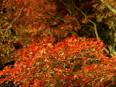 笠置山もみじ公園の紅葉（ライトアップ版）