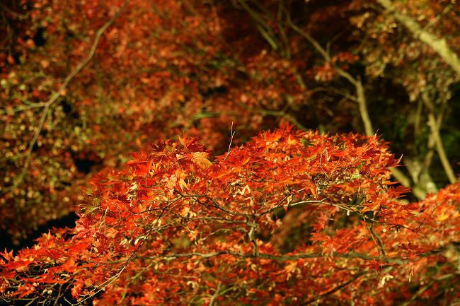 笠置山もみじ公園の紅葉 ライトアップ版 木津 加茂 京都 の旅行記 ブログ By ツボじゃさん フォートラベル