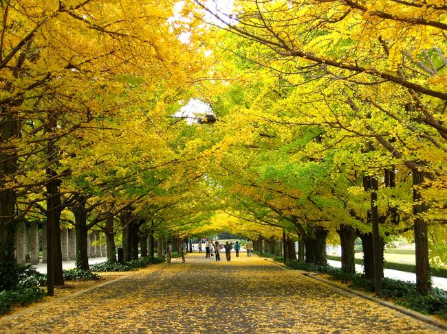 コスモスの季節が過ぎ、まもなくすると木々が紅や黄に染まってきます。<br /><br /><br />二ヶ所のイチョウ並木はだいぶ黄色くなっていましたが、まだ緑も残っていました。<br /><br />日本庭園は鮮やかに染まっていました。