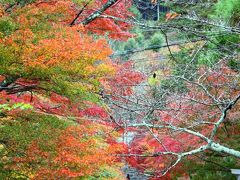 京都を歩く(36) 秋の紅葉めぐり 嵐山・嵯峨野の色づきを確かめに行く