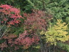 京都高尾の紅葉狩り