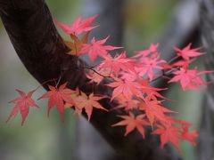 道後山とひろしま県民の森公園の紅葉