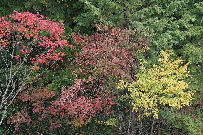 晩秋の楽しみ、毎年撮影に行く「高尾」の紅葉が見ごろとの情報をもとにお天気の様子を見ながら出かけてみる。温暖化が原因で<br />今年も鮮やかな紅葉は少ない。「嵐山高尾パークウエイ」から高尾へ。展望台から保津川の鉄橋がはるか下に見える。保津峡の彩りも今ひとつ冴えない。高尾の神護寺はさすがにバスツアーの客で混雑していた。今年は本当に寒い・・・と感じた日が１日だけである。これでは美しい紅葉は望めない。