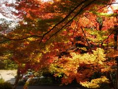 お散歩日和です②－山科・毘沙門堂ー