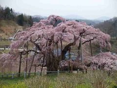 渋滞覚悟の三春滝桜