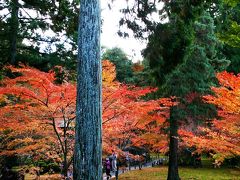 京都の紅葉◆一部見ごろの三千院