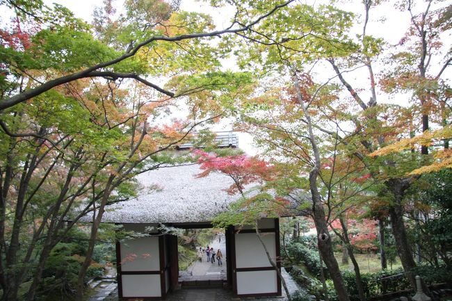 　大河内山荘（おおこうち　さんそう）の見学を終え、次に常寂光寺（じょうじゃっこうじ）を訪問しました。<br /><br />　常寂光寺に入った時、「紅葉は、まだ始まったばかり」という印象でした。大河内山荘と常寂光寺の距離は、徒歩にして５分程度ですが、紅葉のタイミングにこれほどの違いがあるとは。<br /><br />　キャンモアの推測ですが、陽当たりが大きく関係しているのでは？　<br />　つまり、「陽が短いところ」は、早く紅葉し、「陽が長く当たるところは」、紅葉が遅れる・・・？<br /><br /><br />　今回の京都旅行プランは、大幅な変更を余儀なくされました。<br /><br />当初の予定では、「京都御所」→「坂本龍馬のお墓」→「清水寺」→　「トロッコ嵯峨野」→「嵯峨野の竹林小道」→「仏野（あだしの）念仏寺」でした。<br /><br />　ところが、ご覧のような旅行記になりましたが、後悔はしていません。　「龍馬のお墓」は、次回に訪問します。<br /><br />　京都旅行では、事前の入念な計画が必要と理解しました。<br /><br /><br /><br /><br />　（　これから、どんどん書き込みをしますので内容が変わること、ご了承願います。　）<br /><br /><br />