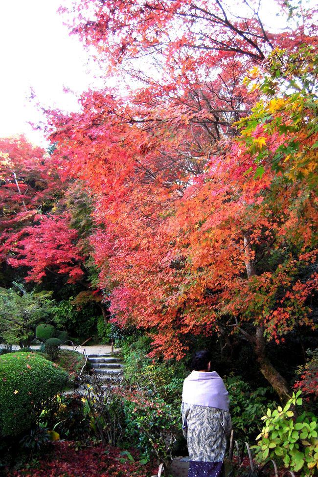 京都の紅葉はやっぱり格別。<br />魅せるために作られ、計算され尽くしたお庭で紅く色づく紅葉。<br />今年もそんな紅葉に出会いたい・・・・<br /><br />一番素敵な紅葉が楽しめそうな来週は3連休ということで、<br />きっと身動きできないくらいスゴイ人出になりそう。<br />だから、今週少し早めの紅葉狩りに出かけました。<br />北の方なら色づくのも早いかな。<br />お出かけしたこの日は、雨模様も心配されたけれど、<br />お昼前には完全に天気も回復。<br />昼からは晴れ間も広がって、すごく素敵な紅葉を見ることができました。<br /><br />この旅行記は4編で構成しています♪<br />最後は、素晴らしい庭園の広がる詩仙堂と茶寮宝泉の様子をご紹介。<br /><br />詩仙堂　　http://kaiwai.city.kyoto.jp/sightdb/sight-raku/view_sight.php?InforKindCode=1&amp;ManageCode=1000269<br />宝泉　　http://www.housendo.com/housen.html