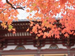 【京都紅葉２００９】 京都一番紅葉 高雄山 「神護寺」