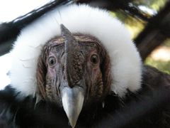 野毛山動物園