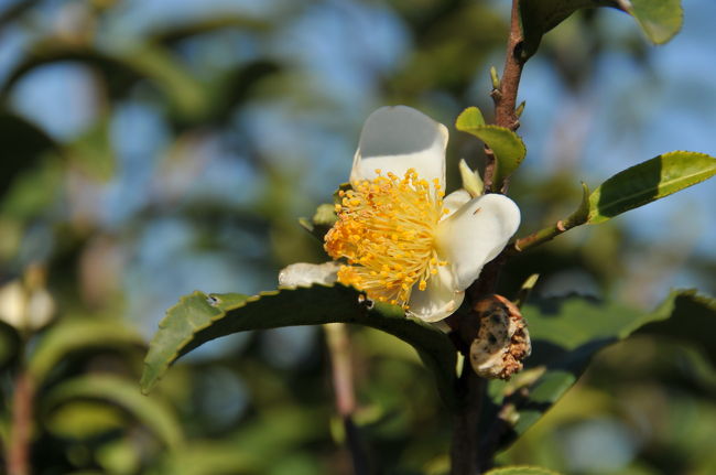 　毎日飲んでいるお茶、食後の後にも先にもお茶を飲むとホッと一息・・・茶木にも花が咲きます、そんな何気ない茶の花物語。