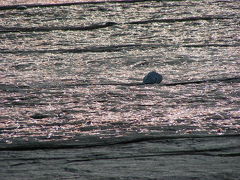 「　桜えび　」　☆　２００９秋＋清水魚市場「河岸の市」