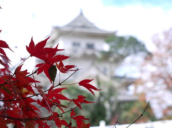 紅葉を見にドライブも兼ねて伊賀上野城へ行ってきました<br />午後からは天気も良くなりとてもきれいでした