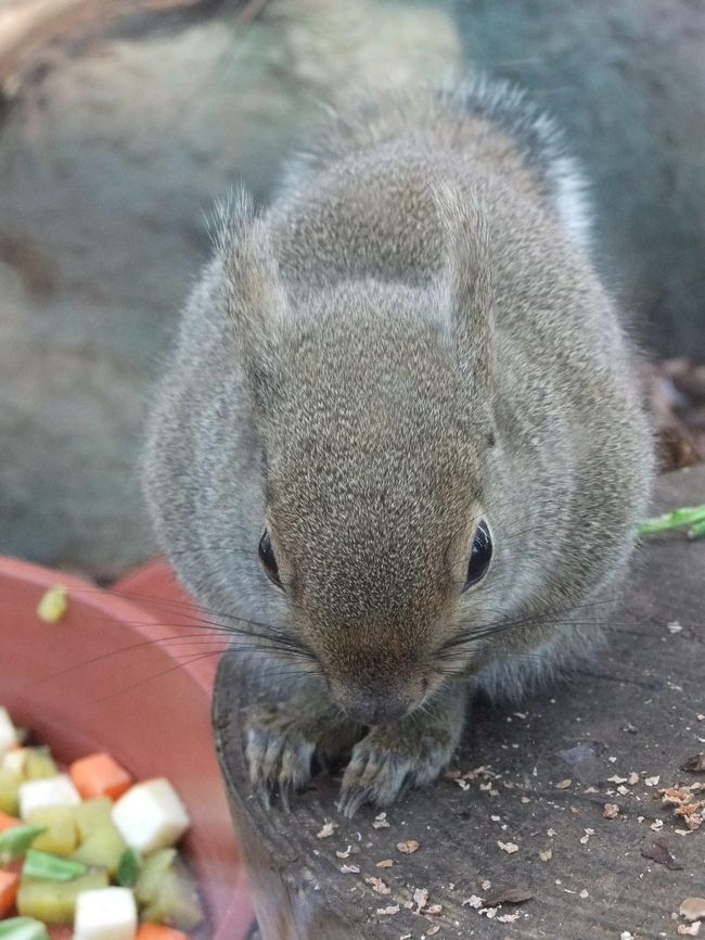 その１〜その３までで紹介しきれなかった愉快な動物を、こちらで紹介します！