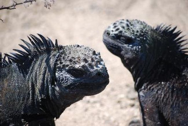 09 南米横断の旅 エクアドル ガラパゴス パート１ サンタクルズ島 １ ガラパゴス エクアドル の旅行記 ブログ By ホットマン２世さん フォートラベル