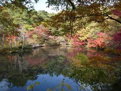 来て見てビックリ、神戸市立森林植物園の紅葉