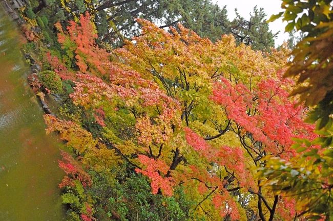 大雨で全くやまないなか，だんだん風も強くなる．最悪の日だが，逆に人は少ない．このような日に歩き回る酔狂な人も多くはないだろう．1120西海岸公園から，会津八一記念館，砂丘館，ドッペリ坂の前を通り，あまりに寒いので，コーヒーを飲みにエトアールという喫茶店で一休み．ホット350円．昼時なのでランチのお客さんでほぼ満席だった．コーヒーの味はまあまあ．昔の喫茶店の雰囲気が懐かしい ．上古町小路を白山神社に向かった．白山神社，公園を雨の中散策．紅葉はきれいだった．1240新潟県政記念館へ．