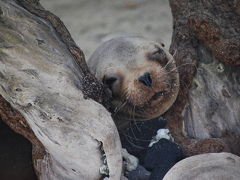 2009☆南米横断の旅☆⑫エクアドル　ガラパゴス：パート２　イザベラ島　＃１