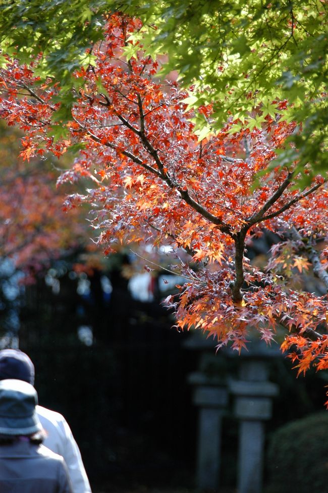 最近知ったのは、八幡の八幡宮登山口の南手にある「もみじ寺」の噂。<br /><br />今年、日本の紅葉シーズンは、例年より早い出足だそうです。<br />テレビでは、嵐山などももう「見ごろ」と出ていますし、市内の有名寺院も見ごろだそうです。<br />なら、我らが善法律寺のもみじも、さぞかし出揃っていることでしょう!<br /><br />先週から、「次の週で天候の良い日に出掛けるぞ!」と思ったところ、<br />連日の悪天候でじれていましたが、今日は昼前から澄んだ青空が見えてきました!<br />早速準備を整えて、オトンとオカンを連れて出掛けてきました~♪