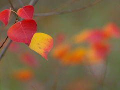 各務野自然遺産の森　（もみじまつり）