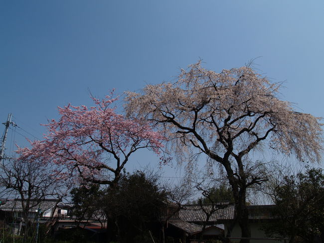 　大津市坂本は比叡山延暦寺の門前町として栄え、石積みの里として売り出している。山王総本宮 日吉大社も鎮座している。春は「桜のまち『さかもと』」と銘打って、里坊の枝垂れ桜を一番から七番まで紹介している。やはり町中の桜ということで電線が邪魔になる。<br />（表紙写真は京阪坂本駅下 大文字屋さんの畑の2色枝垂れ桜（里坊の枝垂れ桜三番））