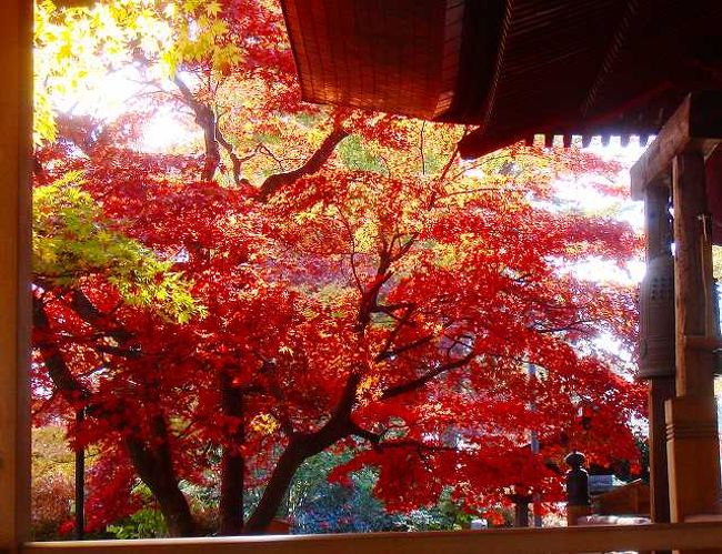 連休も初日を迎えました、渋滞に巻き込まれず紅葉狩りができる所沢の多聞院に行ってみませんか。<br />20日朝、冷え込んだので紅葉の色もいっそう深くなり成りました、朝がとても綺麗ですと住職からお聞きしていましたので早速眠い目をこすりながら多聞院に行って見ました。<br />すでに大勢のカメラマンが来ており熱心に良いアングルを探していました。<br />富士見から来たカメラマンの方のお話では所沢にはこんなにも紅葉の綺麗な多聞院があり良いですね、京都に居る様です、との事でした。<br />23日から多聞院会館で地元のカメラマンの方々の写真展が始まります。<br />又、所沢市観光協会の紅葉狩りバスも26日に出るそうです。