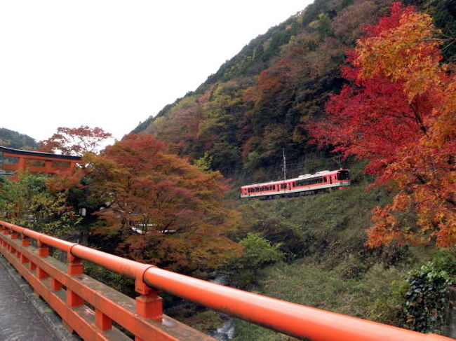 ０９年1１月１５日の日曜日に、京都国立近代美術館に行くついでに足を伸ばして、叡山電車の１日フリー切符を買って電車旅をしてきました。<br />２両編成の電車は紅葉狩りのお客さんでいっぱい。<br />市原を過ぎて紅葉のトンネルに入ると乗客がざぉっと歓声が．．．<br />見事に色づいていましたが、思ったより短かったです。<br />乗客の半数は、貴船口で下りて私は、鞍馬まで．．．<br />鞍馬寺の山門で色づいた紅葉をバックに記念写真を撮るヒトが多く通るに通りにくかったです。<br />山門を抜けたすぐ横から１００円ケーブルカーで２分で鞍馬寺の多宝塔へ。<br />鞍馬寺の境内の紅葉を撮るのにアマチュアカメラマンが三脚を立てて撮っている。<br />一般の観光客も．．．<br />鞍馬寺の裏から山道をクネクネと約４０分下りて貴船神社へ到着。<br />貴船はちょっと終わりかけかなっと．．．ここでは水占いをしましたが結果はご覧通り！<br />貴船川に沿って貴船口駅まで紅葉を楽しみながら歩いていく。<br />駅の高架をくぐり、観光ガイドブックなどによく載っている紅葉の間を走る叡山電車「きらら」を撮る。<br />多くの鉄っちゃんでにぎわっていました。<br />それから、電車に乗り最後尾から紅葉のトンネルを撮ってみる。途中、市原駅にも下車して紅葉と電車を撮ってみたりと．．．<br /><br />目的の美術館に行きそのあと四条にでようと思い、知恩院前を通る。<br />知恩院の中は、まだ赤いものが見当たらなかったが一部真っ赤な紅葉があり多くのカメラマンでにぎわっていました。<br />また、八坂神社では着飾った七五三に結婚式があり多くの方が足を止めていました。<br />京都市内の寺社では、２９日まで紅葉のライトアップがあるとのことでまだまだ楽しめそうです。