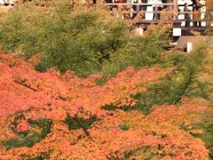 【京都紅葉２００９】 京都屈指の紅葉の名所 「東福寺」　工事中