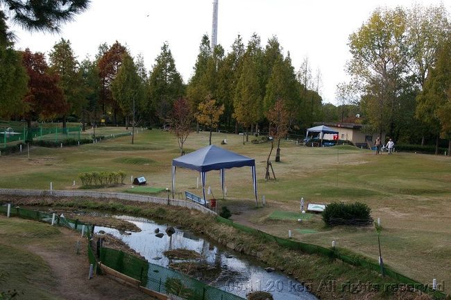 11時に地下鉄京橋駅に集合。車内はガラガラ。公園は小学校から中学校まで学生であふれていた。今年は暖冬のせいかカエデの紅葉の色合いが良くない。しかも葉が落ちてしまっている木もあり、昨年のベスト写真には程遠いロケーションとなった。自然はその時々により表情が同じではないことを改めて認識した。<br />　水鳥たちは数が増えていた。スズメも木に集まり驚くほどの数になる。ここに散歩に来る人たちが餌をやるので鳥たちの楽園になっている。猫は1匹だけ見つけた。ぐるりと一周しようかと思ったのだが、パークゴルフに興じているのを見ると、やはりむずむずしてプレイすることになった。