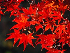 平林寺の紅葉を愛でる②(作成中)