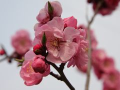 平岡梅林公園