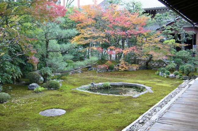 京都の名庭園といわれる１００寺院の写真集です。<br />「京都名庭100選」の一覧リストはコチラをご覧下さい。<br />　→http://shokyoto-kyoto.seesaa.net/<br /><br />今回のテーマは、「茶道文化溢れる紅葉庭園」です。<br />まずは、国宝の茶碗を残すほど「茶の湯」にも熱心であった、江戸初期のマルチアーティスト・「本阿弥光悦」が晩年を過ごした鷹ヶ峯の｢光悦寺」を振り出しに、その「光悦」が唯一作庭した庭園がある「本法寺」に移動。<br />ここでも｢光悦垣」を発見して、「妙心寺」塔頭の「大法院」で「もみじの露地庭園」を観賞しながらお茶をいただきました。<br /><br />｢光悦寺」（こうえつじ）は、本阿弥光悦がこの地に芸術村を造り、80歳で亡くなるまで晩年を過ごしたとされるところです。<br />この時期はさすがに人が多く、入り口の狭い参道の紅葉ロードはカメラを持つ人だかりが出来て、なかなか中に入れないくらいです。<br />もともと芸術家の屋敷ですので、派手さはない質素な庭園ですが、７つの茶室と鷹ヶ峯三山の借景が見事にシンクロして、この時期でしか見れない紅葉と、苔と石畳と、臥牛垣（ねうしがき）とも呼ばれる有名な「光悦垣」の風景は、充分に派手なスポットです。<br />書家に陶芸、漆芸、蒔絵や彫刻、出版、茶の湯などマルチ芸術家の光悦の雰囲気にどっぷり浸かって、家康の時代にタイムスリップし、心が洗われたような気分になる庭園です。<br />光悦は作庭家でもあり、本阿弥家菩提寺の「本法寺」に庭があるそうなので、早速行ってみることにします。<br /><br />「本法寺」（ほんぽうじ）は、裏千家の「今日庵」の周辺に建ち並ぶ、宝鏡寺や妙蓮寺などの近くにあって、観光コースからも外れ、あまり目立たないお寺ですが、本阿弥光悦作の唯一の庭園や長谷川等伯の日本一の仏涅槃図もあって、結構文化価値の高いお寺です。<br />庭園は、「三つ巴の庭」と呼ばれていて、「巴の形」をした３つの築山が「過去」「現在」「未来」途切れることなく連続していることを庭に現したのだそうです。<br />また、目立つのは十角形の蓮池と、ここにも「光悦垣」があって、光悦の庭だということがすぐ分かります。光悦の世界にドップリ浸かったまま、「大法院」に向かいました。<br />