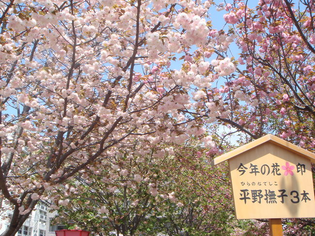 今年初めて「大阪造幣局桜通り抜け」に行きました。<br />今年の桜は「平野撫子」。<br />と言われても桜は何種類もあり、名前が付いてましたが沢山ありすぎてびっくりしました。<br />凄い観光客でしたが、綺麗な桜が沢山見れてよかったです！