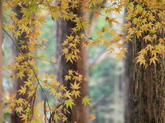 ２００９年１１月２０日 箱根 仙石原の長安寺の紅葉は、もう終盤を迎えていました。