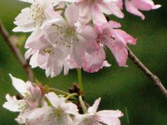 皇居東御苑-4　大手門から天守台へ　☆ジュウガツ桜が咲いて