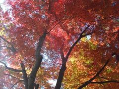 多福寺の紅葉を見ることができた!