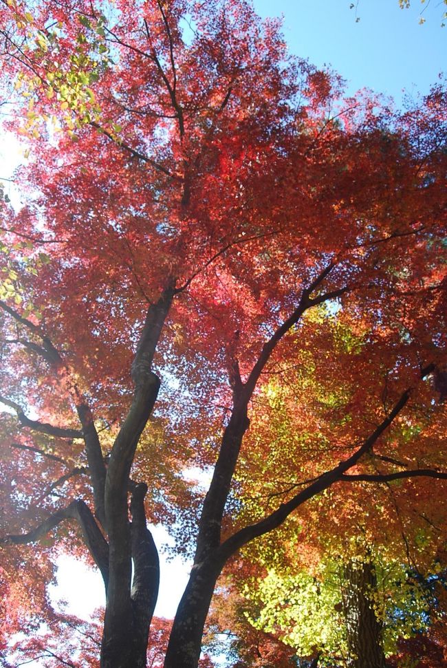 11月23日、午前11時頃に多福寺、多門院の紅葉を見ることを思い立ち、自宅を出発した。<br />11時半頃に多福寺に到着した。　総門は閉まっていたが、なんとなく人の気配がする。　杉林の遠くを見れば庫裡の門の近くは赤く燃えていたし、山門付近も同様に赤く燃えていた。<br />今迄、何十回と訪問しているがラッキーな感じがした。<br /><br /><br /><br /><br /><br /><br />＊多福寺の山門横にある赤く燃えるような紅葉<br />