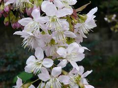 もう咲いていた東大のヒマラヤ桜