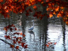 さわやかな秋晴れの朝と日没までの光の余韻の中での紅葉散歩