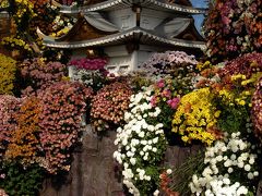 菊　祭り・・・で　賑わう　ーーー　「日本　一！　の　松」　の　お寺。