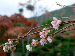 ｏ●紅葉●ｏ 京都・大原　秋に咲く不断桜と紅葉、古典宗教音楽との饗宴