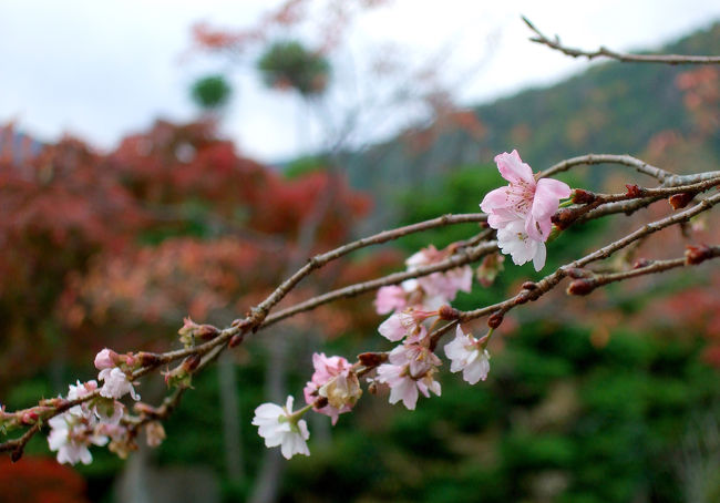 紅葉の季節ですなぁ(´∀｀)…と、たくさんの候補の中から大原散策へ。<br />大原は魚山(ぎょざん)と呼ばれ、声明*(しょうみょう)の発祥の地。　<br />*声明とは(σ・∀・)σ日本の伝統音楽の一つで、仏典に節をつけた宗教音楽。　<br />　<br />声明にゆかりのある建物が点在し、三千院を始めみどころが色々ある中、目に留まったのは実光院に咲く不断桜(ふだんざくら)。　<br />不断桜は、晩秋から開き始め紅葉と競演した後、冬になっても咲き続け(厳冬期は一旦、開花が休止)、翌春には再び満開になるという不思議な桜。　<br />ソメイヨシノなど春に咲く桜のような華々しさは無いけど、この時期に桜が見れるのは格別！　<br />　<br />紅葉は散りかけた場所もあったけど、まだまだ見ごろ。<br />恒例？(^o^;)のカレーを食べた後はカフェでまったり過ごしました。 <br />　　<br />★旅のしおり★<br />◎三千院(さんぜんいん)<br />拝観料700円／拝観時間8:30〜16:30(3月〜11月は17:00)<br /> ↓　<br />◎実光院(じっこういん)<br />拝観料700円(抹茶・お菓子付き)／拝観時間9:00〜16:30<br /> ↓　<br />◎宝泉院(ほうせんいん)<br />拝観料800円(抹茶・お菓子付き)／拝観時間9:00〜17:00<br /> ↓　<br />◎勝林院(しょうりんいん)<br />拝観料300円／拝観時間9:00〜17:00<br />　<br />【行き方】<br />天満橋〜[京阪電車･特急/51分]〜出町柳(乗換)〜[叡山電車/14分]〜八瀬比叡山口、八瀬駅前〜[京都バス/約15分]〜大原<br />※出町柳〜大原のバスは約35分<br />【交通費】<br />京阪電車「大原１dayチケット」を利用しました。<br />上記往復の交通費と各施設の割引券がついて1人1530円です。<br />通常料金(交通費のみ)との比較は310円のお得。各施設は50円〜100円の割引でした。<br />※出町柳から大原までバスに乗った場合は差額10円です。<br />　<br />＜京阪電車のお得チケットはコチラ＞<br />http://www.keihan.co.jp/traffic/otoku/ 