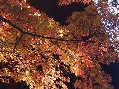 多門院の紅葉を愛でる②裏庭の紅葉